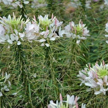 Cleome hassleriana 'Appleblossom' 