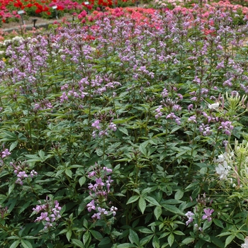 Cleome 'Senorita Rosalita®'