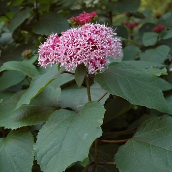 Clerodendrum bungei