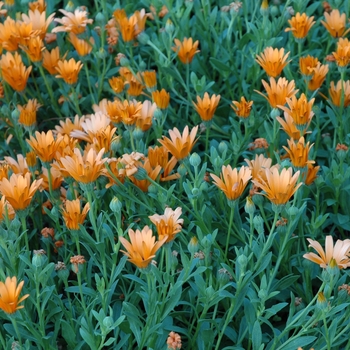 Osteospermum 'Crescendo™ Orange' 