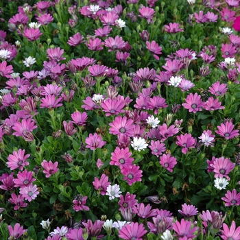 Osteospermum 'Side Show™ Purple Bicolor' 