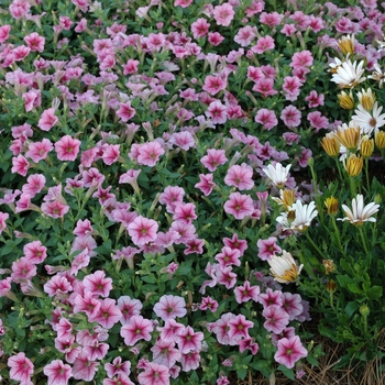 Petunia 'Patio Coral Pink' 