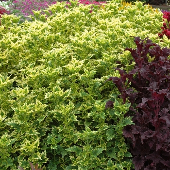 Coleus 'Sawgrass' 