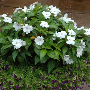 Impatiens 'White' 