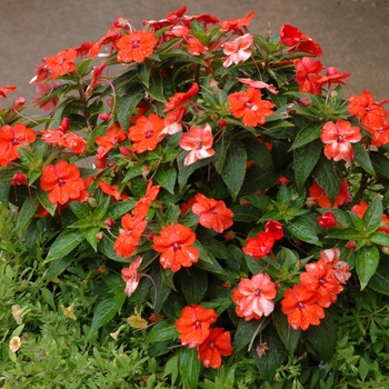 Impatiens 'Orange' 