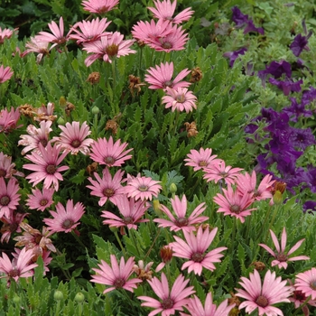 Osteospermum 