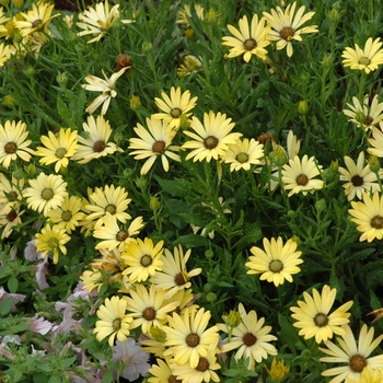 Osteospermum 'Sun Yellow' 