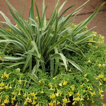 Phormium tenax 'Lancer Green & White' 