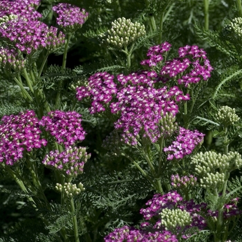 Achillea millefolium 'Oertel's Rose'