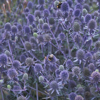 Eryngium alpinum 