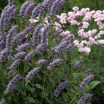 Agastache foeniculum