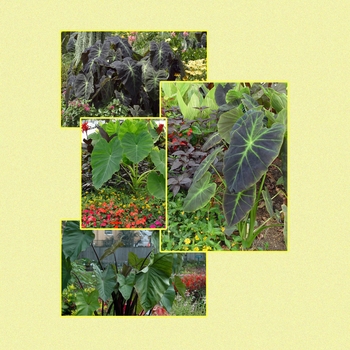 Colocasia '' (006002)
