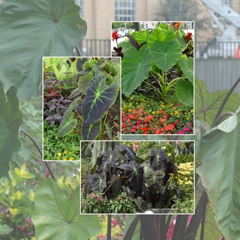 Colocasia 