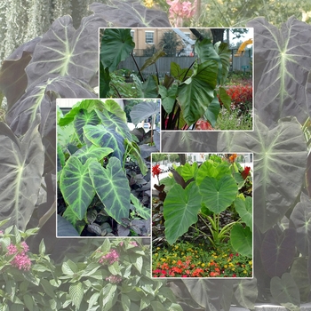 Colocasia '' (006004)