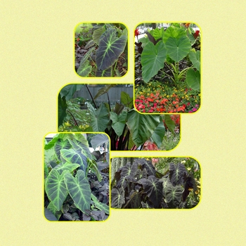Colocasia '' (006005)
