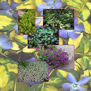 Groundcover 'Multiple Varieties'