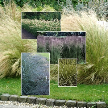 Ornamental Grass 'Multiple Varieties'