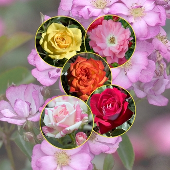 Rosa 'Multiple Varieties' 
