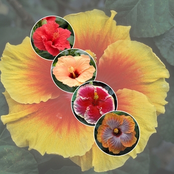 Hibiscus 'Multiple Varieties' 