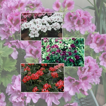 Geranium 'Multiple Varieties' 