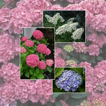 Hydrangea 