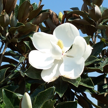 Magnolia grandiflora 'Phyllis Barrow'