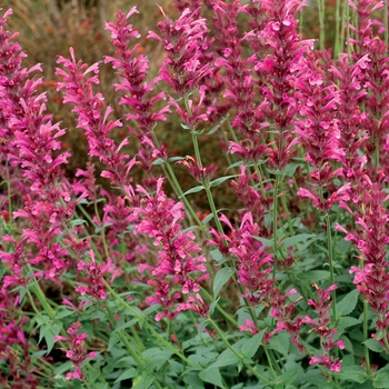 Agastache 'Raspberry' PP20371