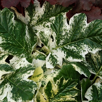Acanthus mollis 'Tasmanian Angel' (007093)