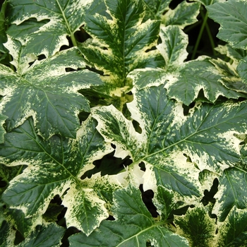 Acanthus mollis 'Tasmanian Angel' (007094)