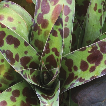 Agave virginica 'Spot'