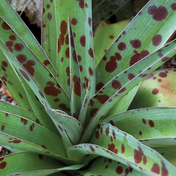 Agave virginica 'Spot' 