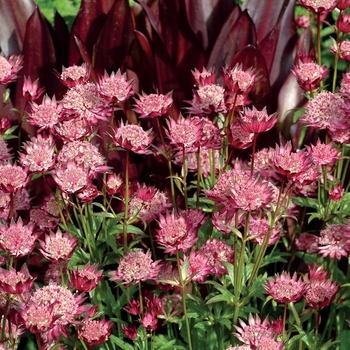 Astrantia major 'Hadspen Blood'