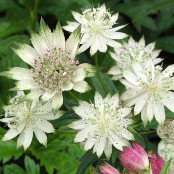 Astrantia 'Magnum Blush' 