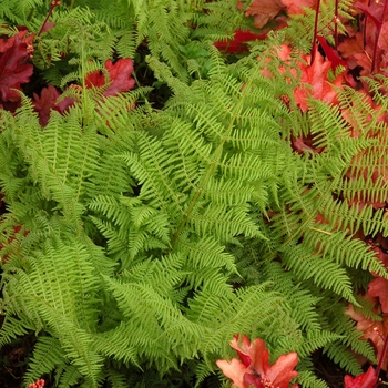 Athyrium filix-femina 'Encourage' 