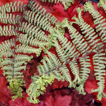 Athyrium 'Ocean's Fury'