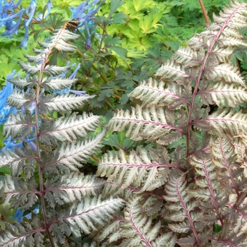 Athyrium niponicum var. pictum 'Pewter Lace'