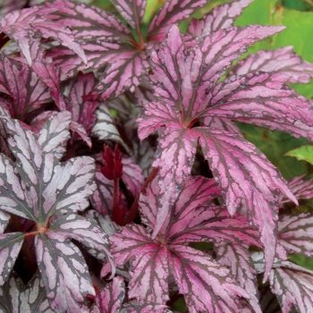 Begonia 'Benitochiba' 