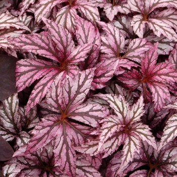 Begonia 'Benitochiba'