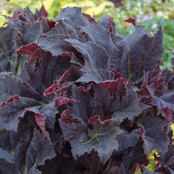 Begonia 'Black Taffeta' 