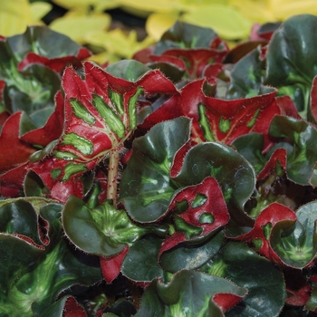 Begonia 'Cathedral' 