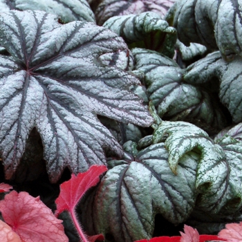 Begonia 'Metallic Mist' 