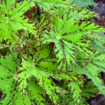 Begonia 'Phoe's Cleo'