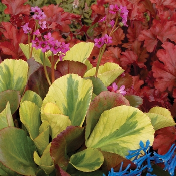 Bergenia 'Solar Flare'