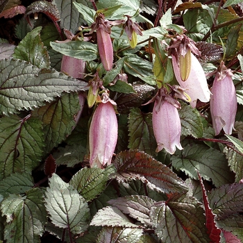 Campanula punctata 'Plum Wine'