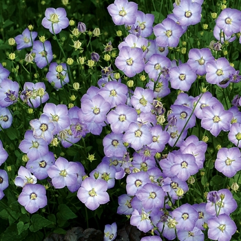 Campanula 'Samantha'