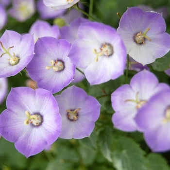 Campanula 'Samantha' 