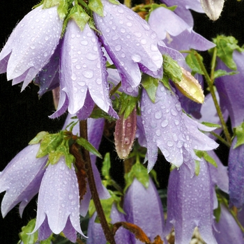 Campanula 'Summertime Blues'