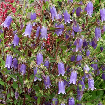 Campanula 'Summertime Blues' (007141)