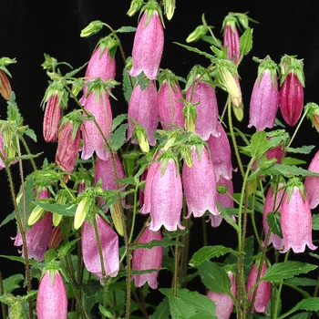 Campanula punctata 'Bowl of Cherries' PP13194