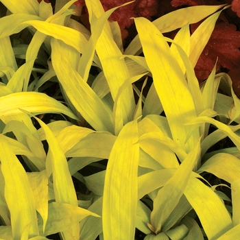 Carex siderosticha 'Lemon Zest' PPAF